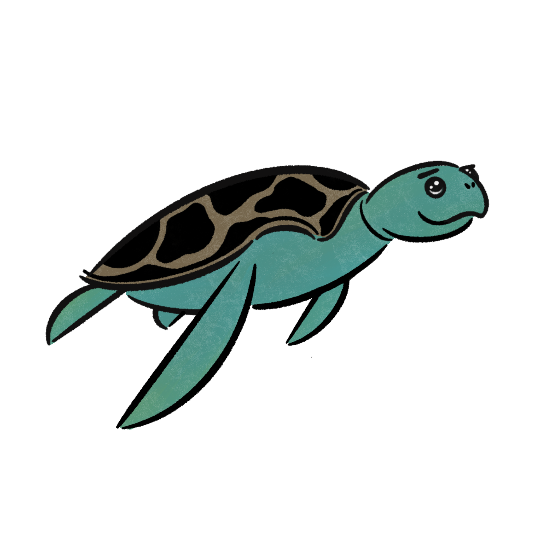 ウミガメ