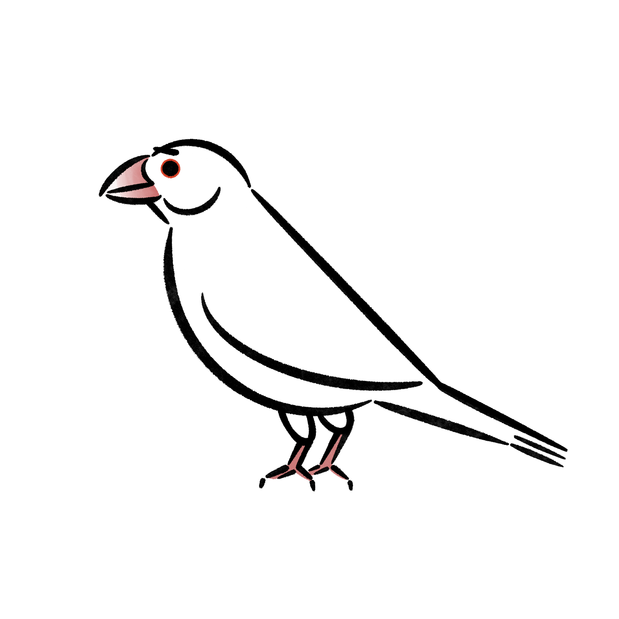 文鳥